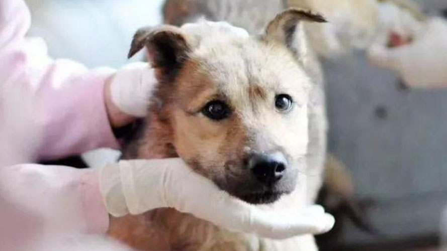 香港流浪動物救助平臺