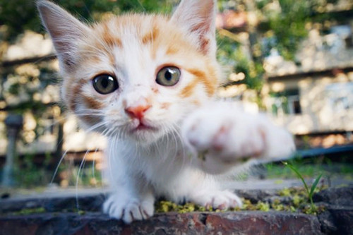 香港流浪動物救助平臺