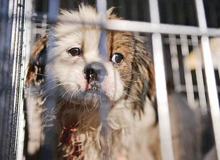 香港流浪動物救助平臺