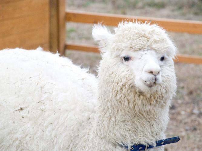 香港流浪動物救助平臺