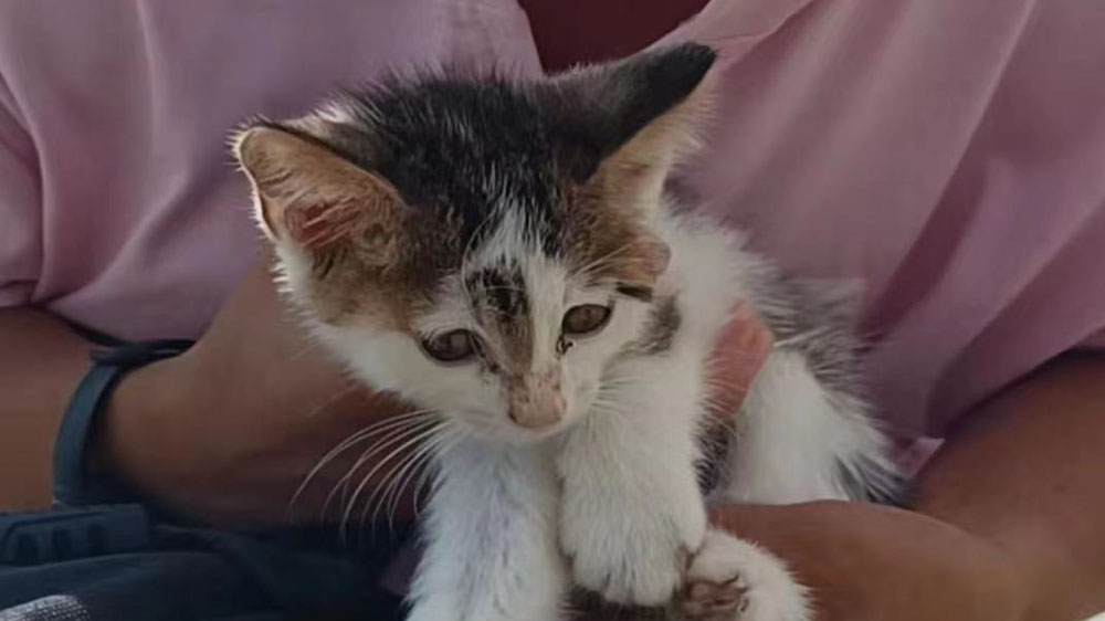 香港流浪動物救助平臺