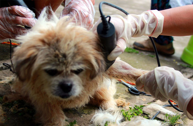 香港流浪動物救助平臺