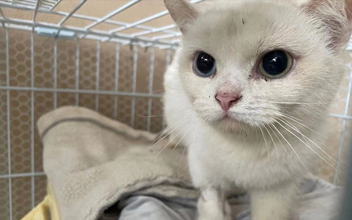 香港流浪動物救助平臺