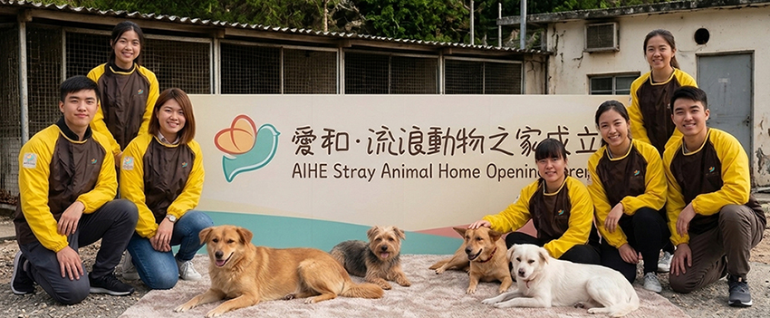 愛和流浪動物之家
