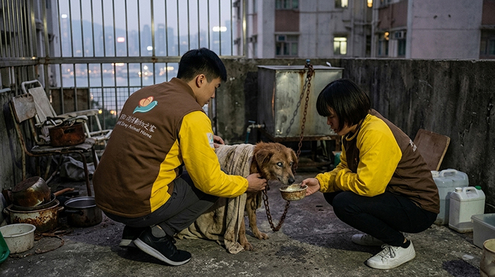 灣仔道舊唐樓天台發現受困老狗
