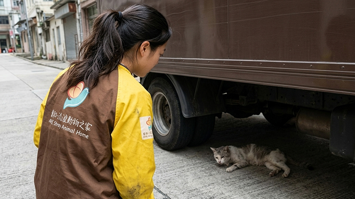 船街斜路救獲車底斷腳貓「船仔」